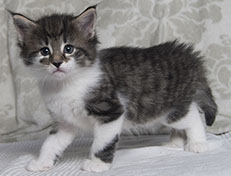 Wildfee's Norwegische Waldkatzen Wildfee's Solveig - 5 Wochen alt