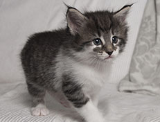 Wildfee's Norwegische Waldkatzen Wildfee's Solveig - 5 Wochen alt