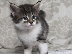 Wildfee's Norwegische Waldkatzen Wildfee's Solveig - 5 Wochen alt alt