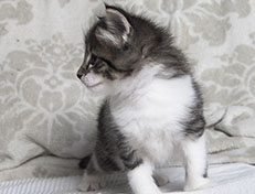 Wildfee's Norwegische Waldkatzen Wildfee's Solveig - 5 Wochen alt alt