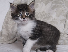 Wildfee's Norwegische Waldkatzen Wildfee's Sylvie - 5 Wochen alt