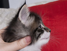 Wildfee's Norwegische Waldkatzen Wildfee's Sylvie - 5 Wochen alt