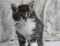 Wildfee's Norwegische Waldkatzen Wildfee's Sylvie - 5 Wochen alt