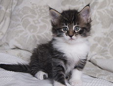 Wildfee's Norwegische Waldkatzen Wildfee's Sylvie - 5 Wochen alt alt