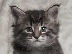 Wildfee's Norwegische Waldkatzen Wildfee's Synofee - 5 Wochen alt