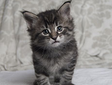 Wildfee's Norwegische Waldkatzen Wildfee's Synofee - 5 Wochen alt