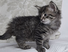 Wildfee's Norwegische Waldkatzen Wildfee's Synofee - 5 Wochen alt