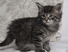 Wildfee's Norwegische Waldkatzen Wildfee's Synofee - 5 Wochen alt alt