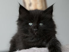 Wildfee's Norwegische Waldkatzen Wildfee's Salem Saberhagen - 6 Wochen alt