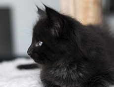 Wildfee's Norwegische Waldkatzen Wildfee's Salem Saberhagen - 6 Wochen alt