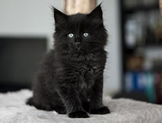 Wildfee's Norwegische Waldkatzen Wildfee's Salem Saberhagen - 6 Wochen alt