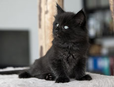 Wildfee's Norwegische Waldkatzen Wildfee's Salem Saberhagen - 6 Wochen alt