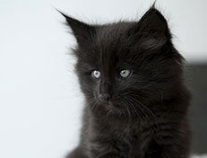 Wildfee's Norwegische Waldkatzen Wildfee's Salem Saberhagen - 6 Wochen alt alt