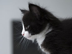 Wildfee's Norwegische Waldkatzen Wildfee's Samson - 6 Wochen alt