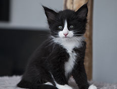 Wildfee's Norwegische Waldkatzen Wildfee's Samson - 6 Wochen alt