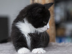 Wildfee's Norwegische Waldkatzen Wildfee's Samson - 6 Wochen alt alt