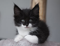 Wildfee's Norwegische Waldkatzen Wildfee's Siri Swana - 6 Wochen alt