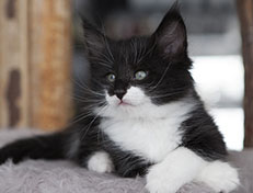 Wildfee's Norwegische Waldkatzen Wildfee's Siri Swana - 6 Wochen alt