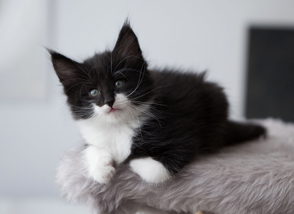 Wildfee's Norwegische Waldkatzen Wildfee's Siri Swana - 6 Wochen alt