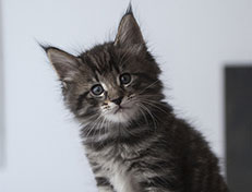 Wildfee's Norwegische Waldkatzen Wildfee's Solgunn - 6 Wochen alt