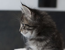 Wildfee's Norwegische Waldkatzen Wildfee's Solgunn - 6 Wochen alt