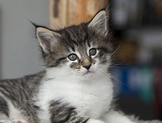 Wildfee's Norwegische Waldkatzen Wildfee's Solveig - 6 Wochen alt