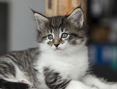 Wildfee's Norwegische Waldkatzen Wildfee's Solveig - 6 Wochen alt