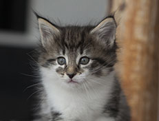 Wildfee's Norwegische Waldkatzen Wildfee's Solveig - 6 Wochen alt alt