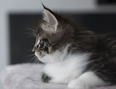 Wildfee's Norwegische Waldkatzen Wildfee's Sylvie - 6 Wochen alt