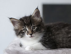 Wildfee's Norwegische Waldkatzen Wildfee's Sylvie - 6 Wochen alt