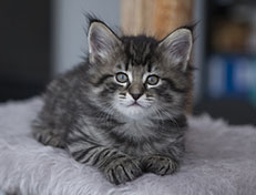 Wildfee's Norwegische Waldkatzen Wildfee's Synofee - 6 Wochen alt