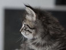 Wildfee's Norwegische Waldkatzen Wildfee's Synofee - 6 Wochen alt