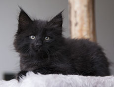 Wildfee's Norwegische Waldkatzen Wildfee's Salem Saberhagen - 8 Wochen alt