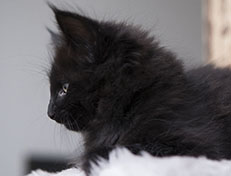 Wildfee's Norwegische Waldkatzen Wildfee's Salem Saberhagen - 8 Wochen alt