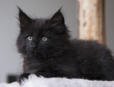 Wildfee's Norwegische Waldkatzen Wildfee's Salem Saberhagen - 8 Wochen alt