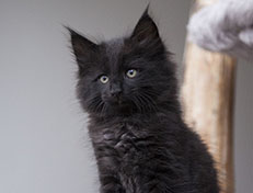 Wildfee's Norwegische Waldkatzen Wildfee's Salem Saberhagen - 8 Wochen alt