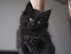 Wildfee's Norwegische Waldkatzen Wildfee's Salem Saberhagen - 8 Wochen alt alt