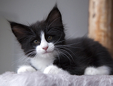 Wildfee's Norwegische Waldkatzen Wildfee's Samson - 8 Wochen alt