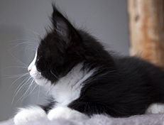 Wildfee's Norwegische Waldkatzen Wildfee's Samson - 8 Wochen alt