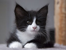 Wildfee's Norwegische Waldkatzen Wildfee's Samson - 8 Wochen alt