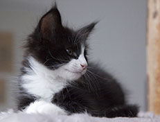 Wildfee's Norwegische Waldkatzen Wildfee's Samson - 8 Wochen alt alt