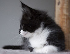 Wildfee's Norwegische Waldkatzen Wildfee's Siri Swana - 8 Wochen alt