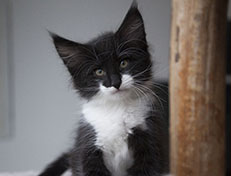 Wildfee's Norwegische Waldkatzen Wildfee's Siri Swana - 8 Wochen alt