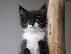 Wildfee's Norwegische Waldkatzen Wildfee's Siri Swana - 8 Wochen alt alt