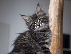 Wildfee's Norwegische Waldkatzen Wildfee's Solgunn - 8 Wochen alt