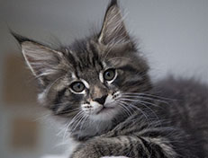 Wildfee's Norwegische Waldkatzen Wildfee's Solgunn - 8 Wochen alt