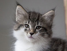 Wildfee's Norwegische Waldkatzen Wildfee's Solveig - 8 Wochen alt