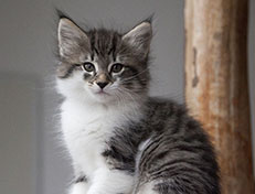 Wildfee's Norwegische Waldkatzen Wildfee's Solveig - 8 Wochen alt