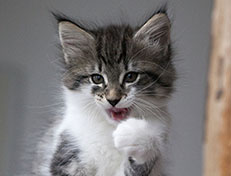 Wildfee's Norwegische Waldkatzen Wildfee's Solveig - 8 Wochen alt alt