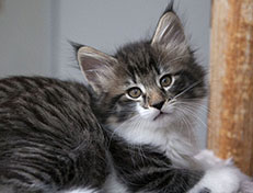 Wildfee's Norwegische Waldkatzen Wildfee's Sylvie - 8 Wochen alt